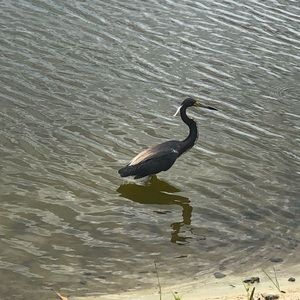 Meet your Posher, Sierra